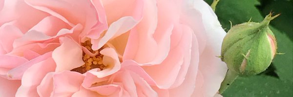 HeatherGebhardt Profile Banner