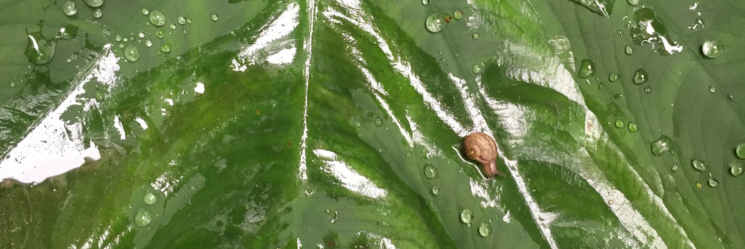 balam_01's profile banner image