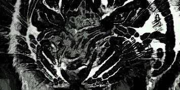 irontiger008's profile banner image