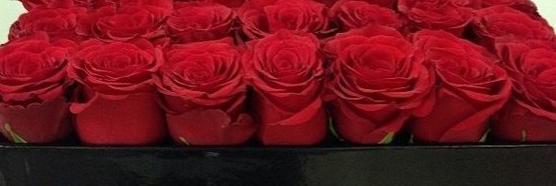 your_paramour's profile banner image