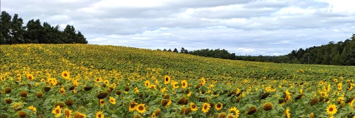 _Emily26's profile banner image