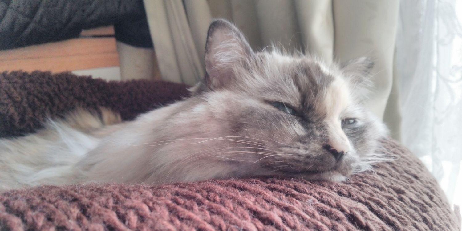 cm619cat's profile banner image