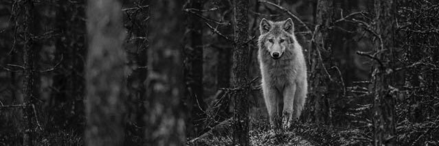 Piewacket_'s profile banner image