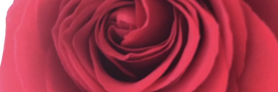 belledynasty's profile banner image
