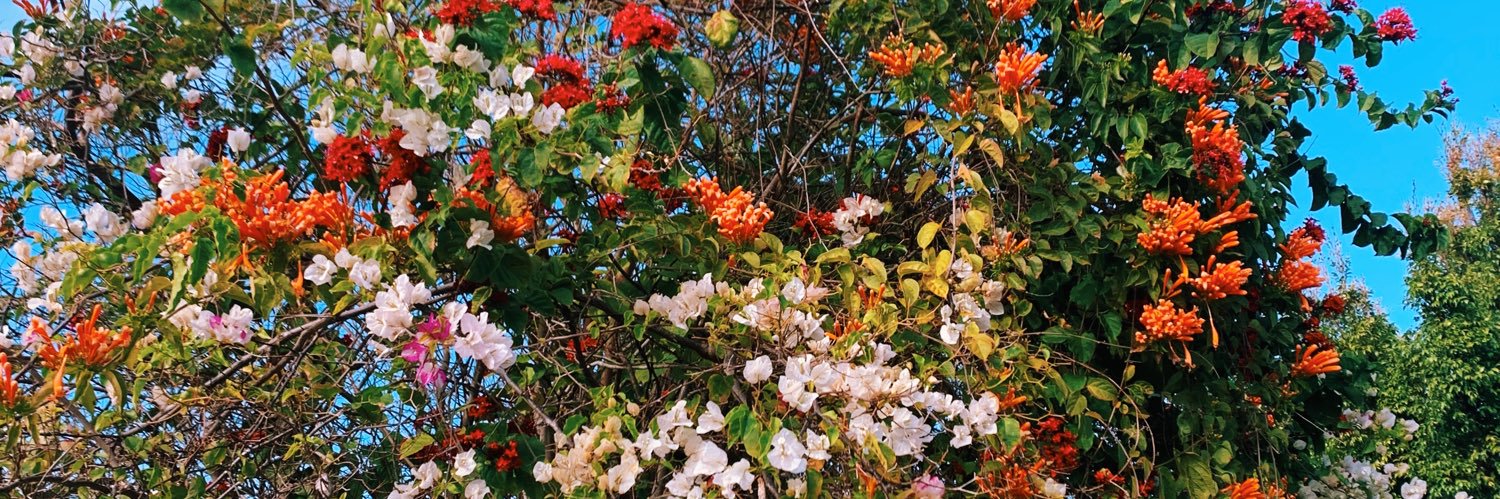 MilenaMarcucci's profile banner image