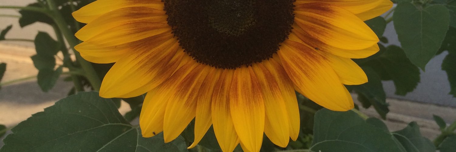 samhardyparty's profile banner image