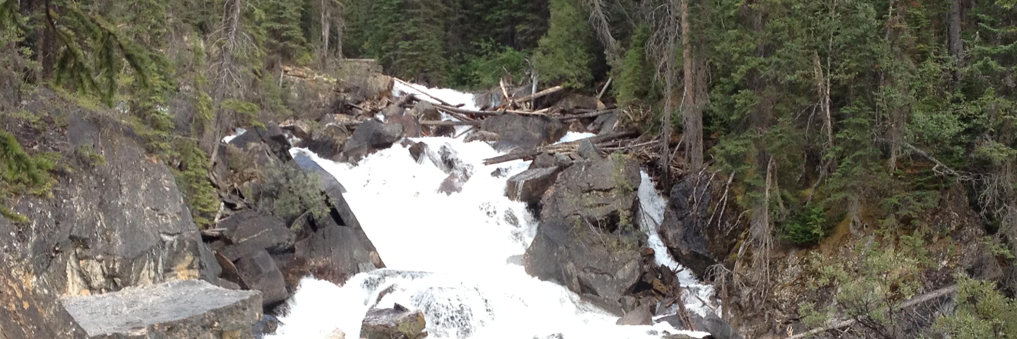 Adelee Penner banner