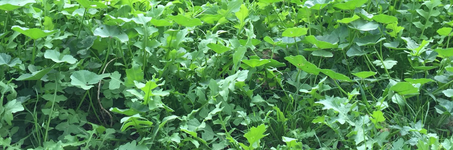 عاشق المملكه banner