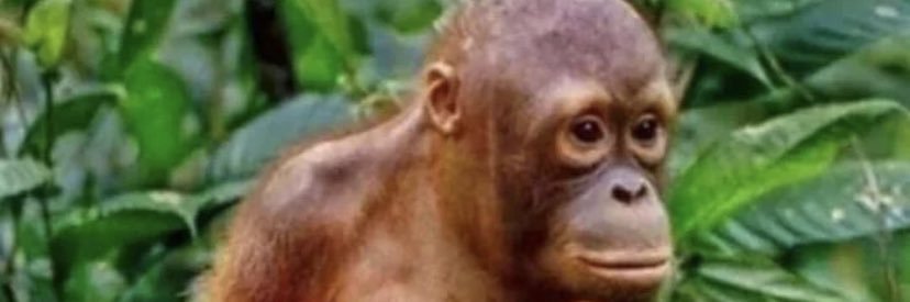 Da_Fupa_Chalupa's profile banner image