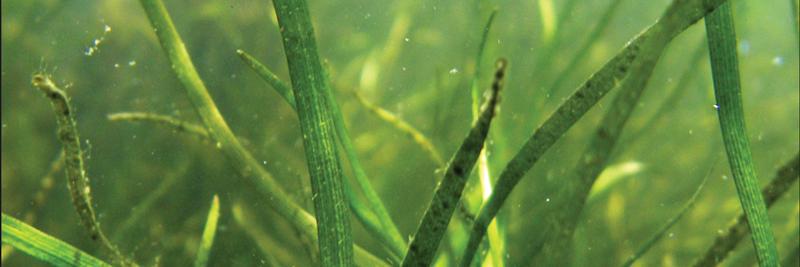 CleanChesapeakeCltn banner