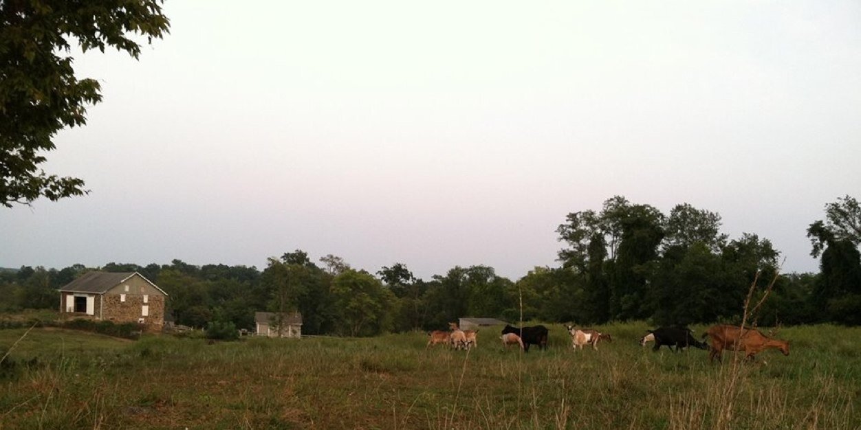 Georges Mill Cheese banner