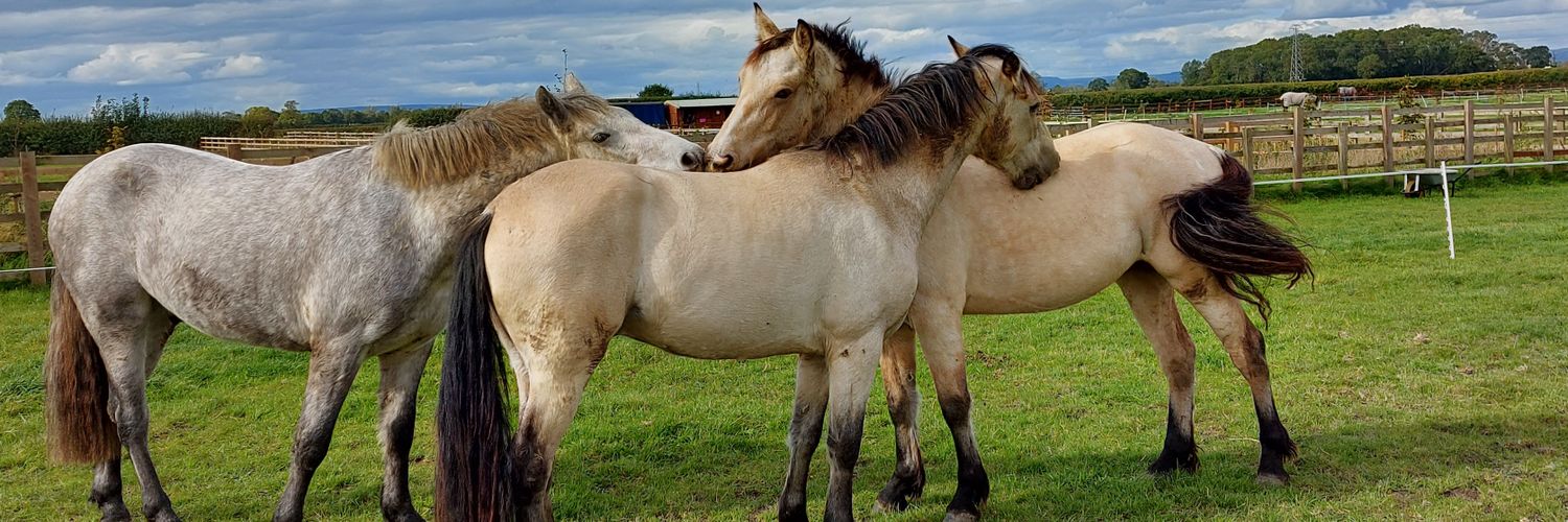 Tony hamilton banner