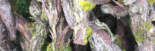 ChampagneDN Profile Banner