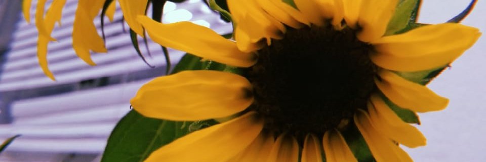 acidbett's profile banner image