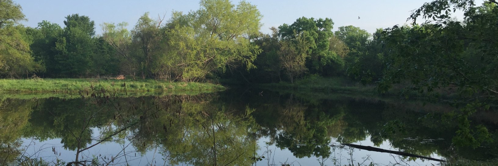 Patricia Shields banner