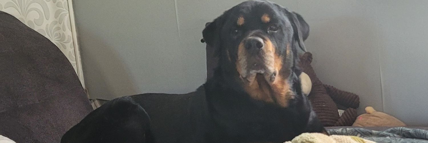cidhyger's profile banner image