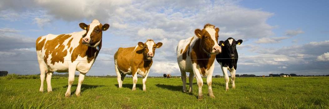 KringloopWijzer banner