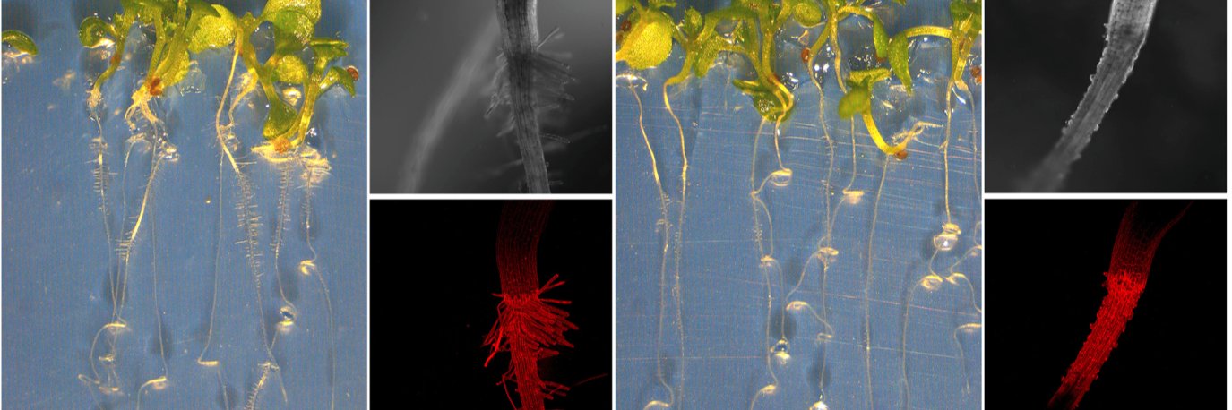 Irene García banner