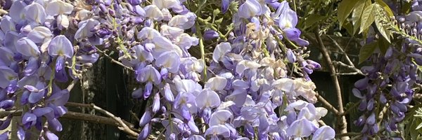 19ACE85 Profile Banner