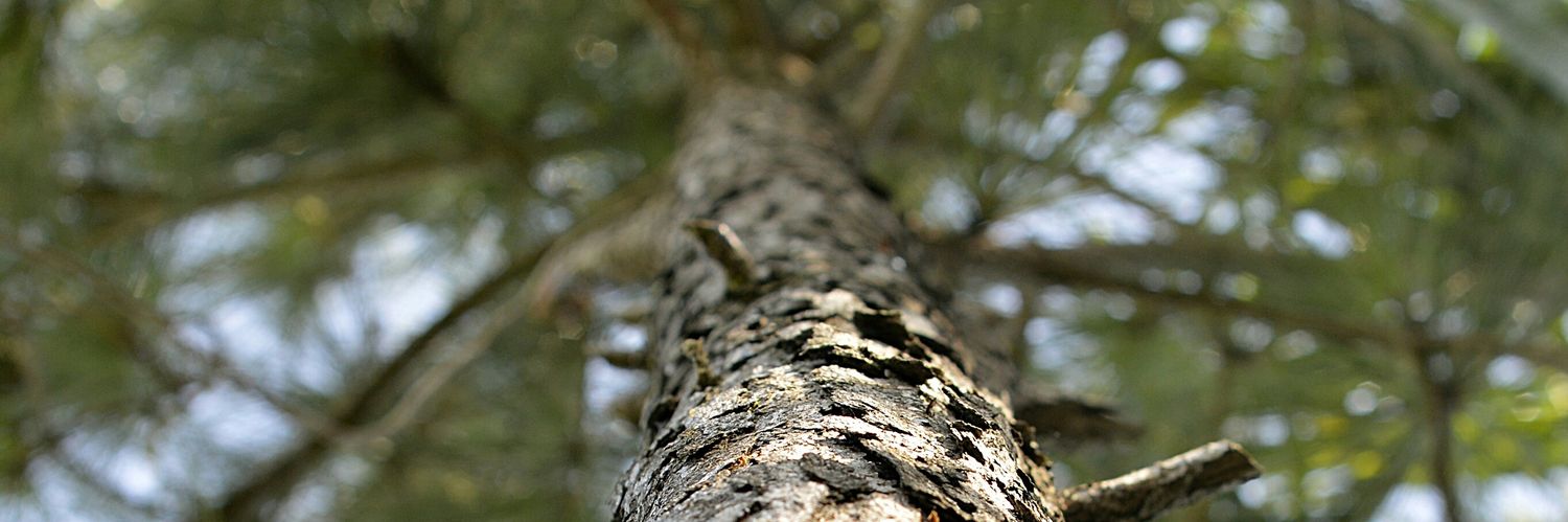 Rotundun's profile banner image