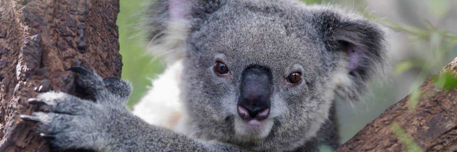 koala_hug24's profile banner image