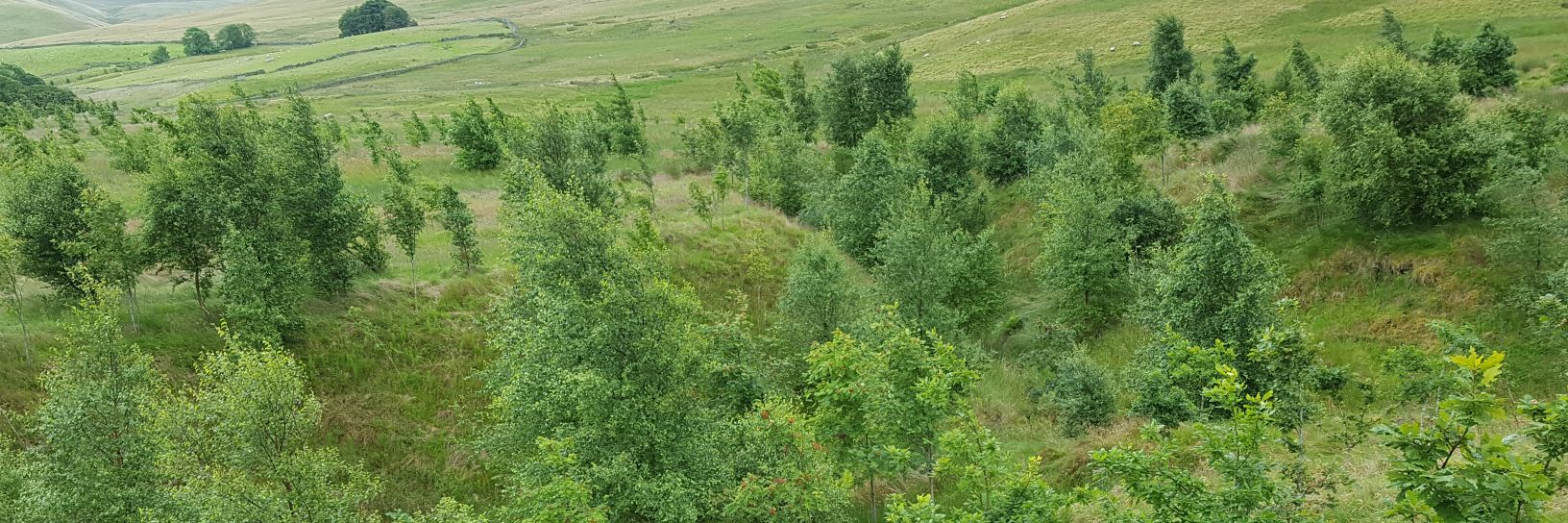 Graham Standring banner