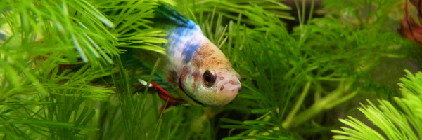 betta0 Profile Banner
