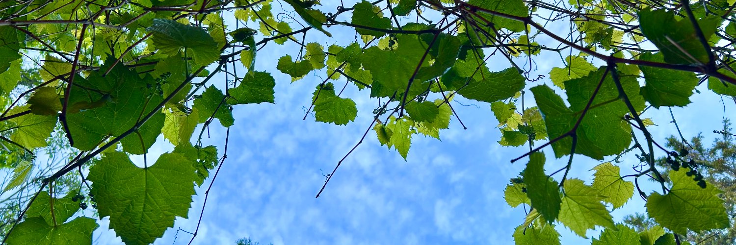 Monica Giesbrecht banner