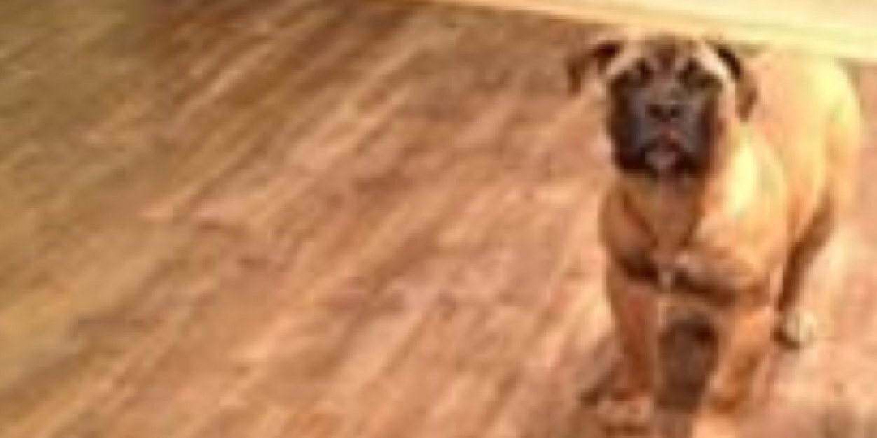 Captinthedawg's profile banner image