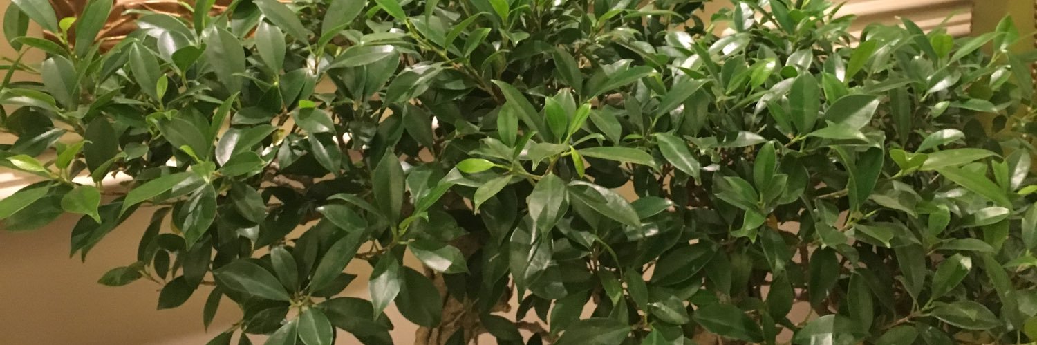 Dee McGrath 🌿 banner