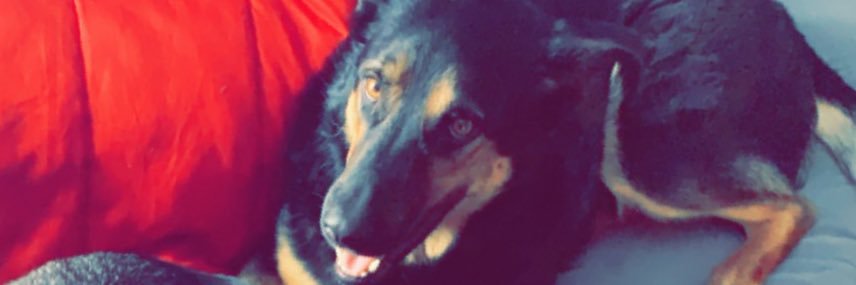 MDrockelman's profile banner image