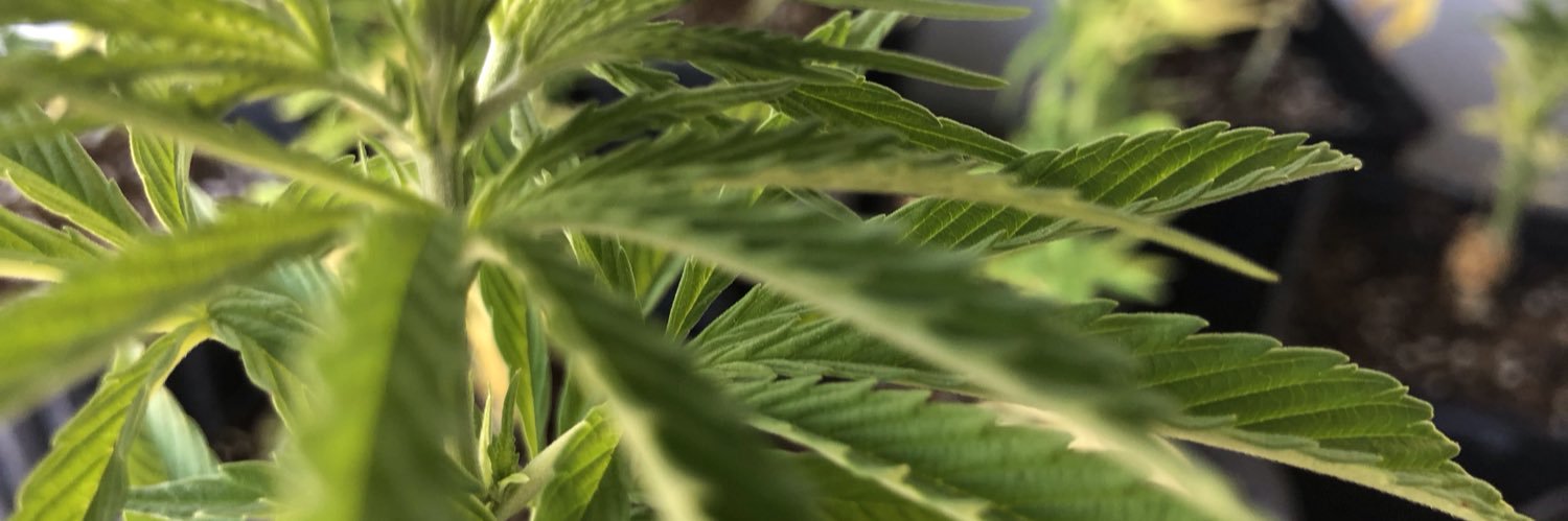 sparkyextract's profile banner image