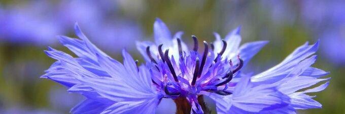 lei ling degala 🇳🇱 Omi Anja👵 banner