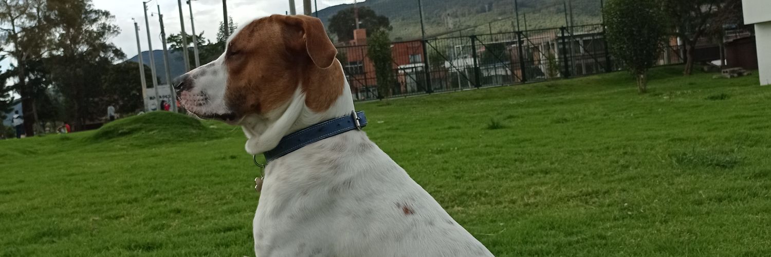 sssebas2900's profile banner image