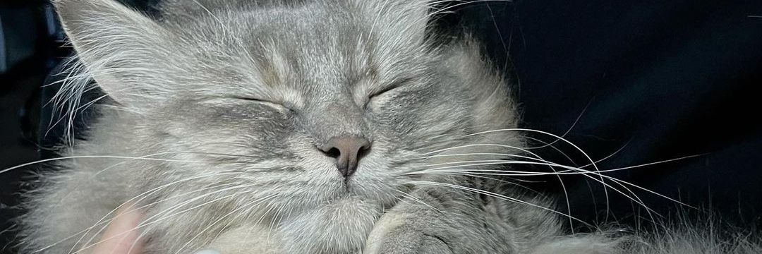 Diian Anggraini banner