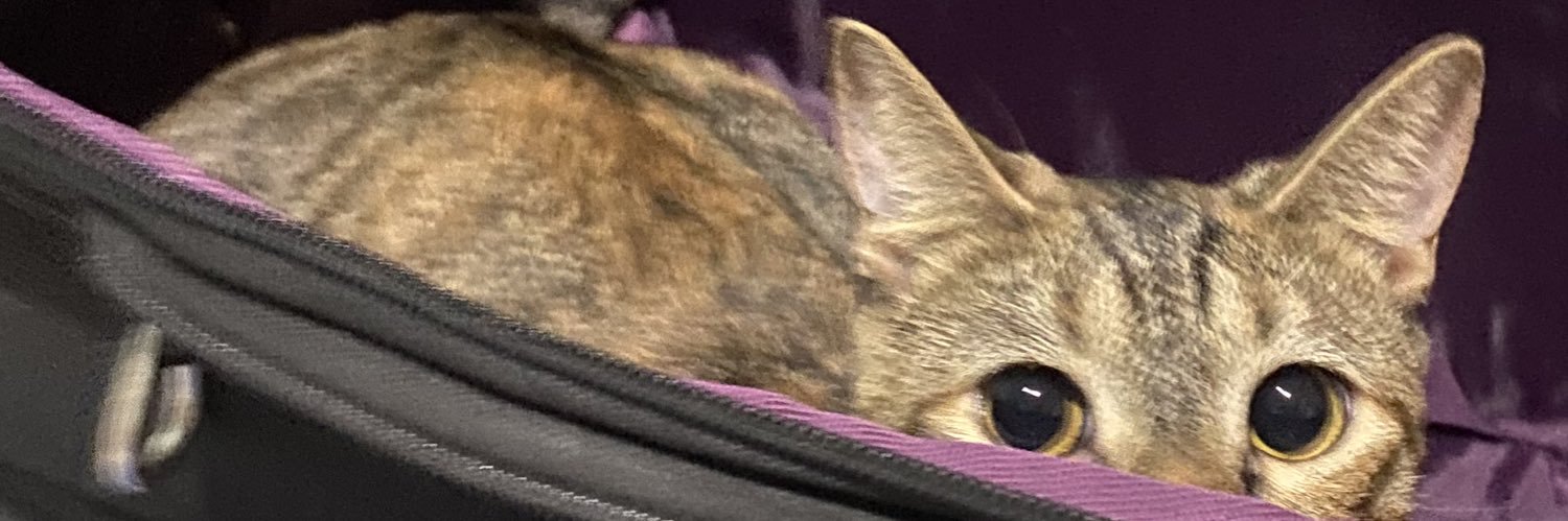 lolalaesponja's profile banner image