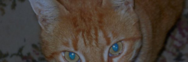 CatMan Profile Banner