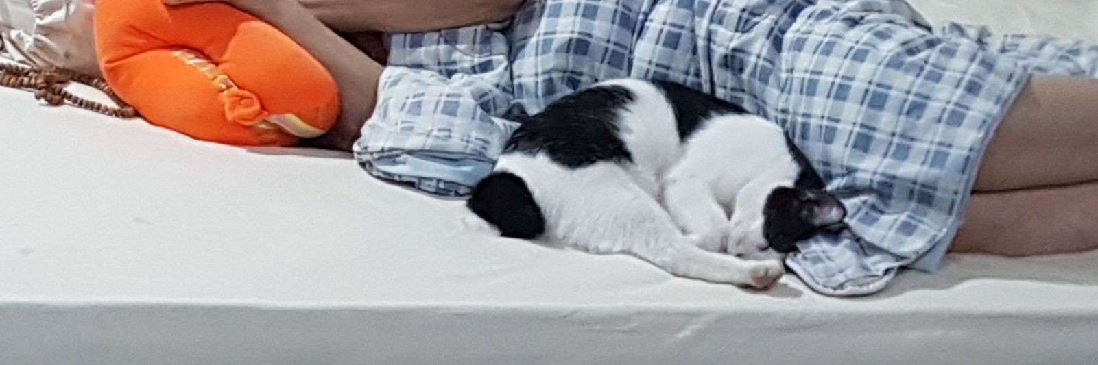 celestialmeeru's profile banner image