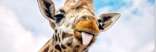 mamaloe's profile banner image