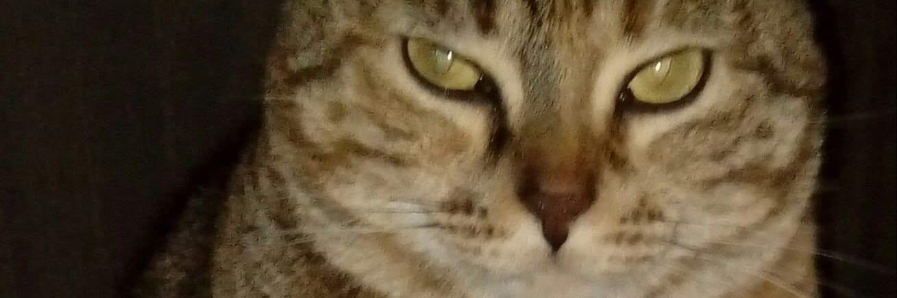 Toka das Gatas 🐱🐱🐈 banner