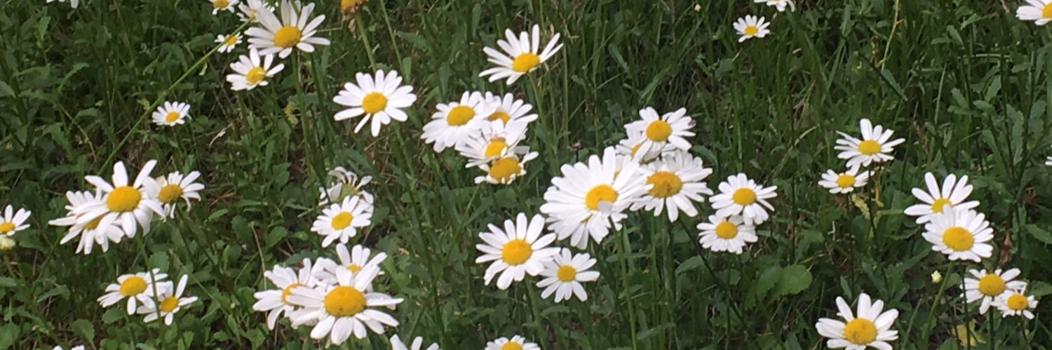 mariposaderain's profile banner image