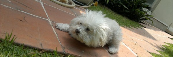 Hullu_Step Profile Banner