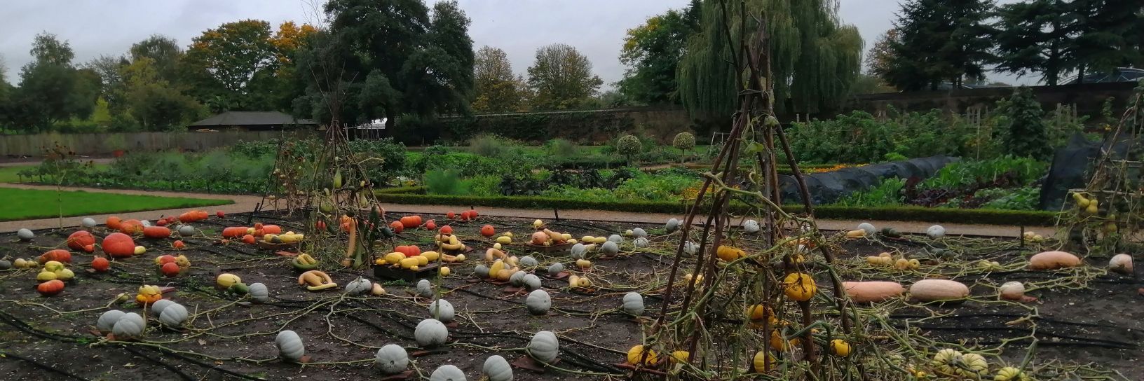 Georgina Skinner banner