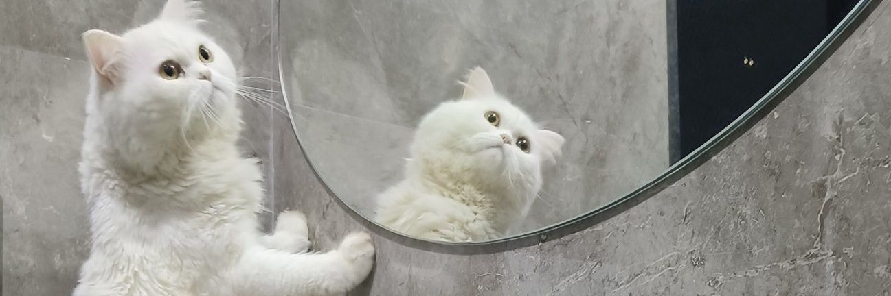 Majbootladka's profile banner image