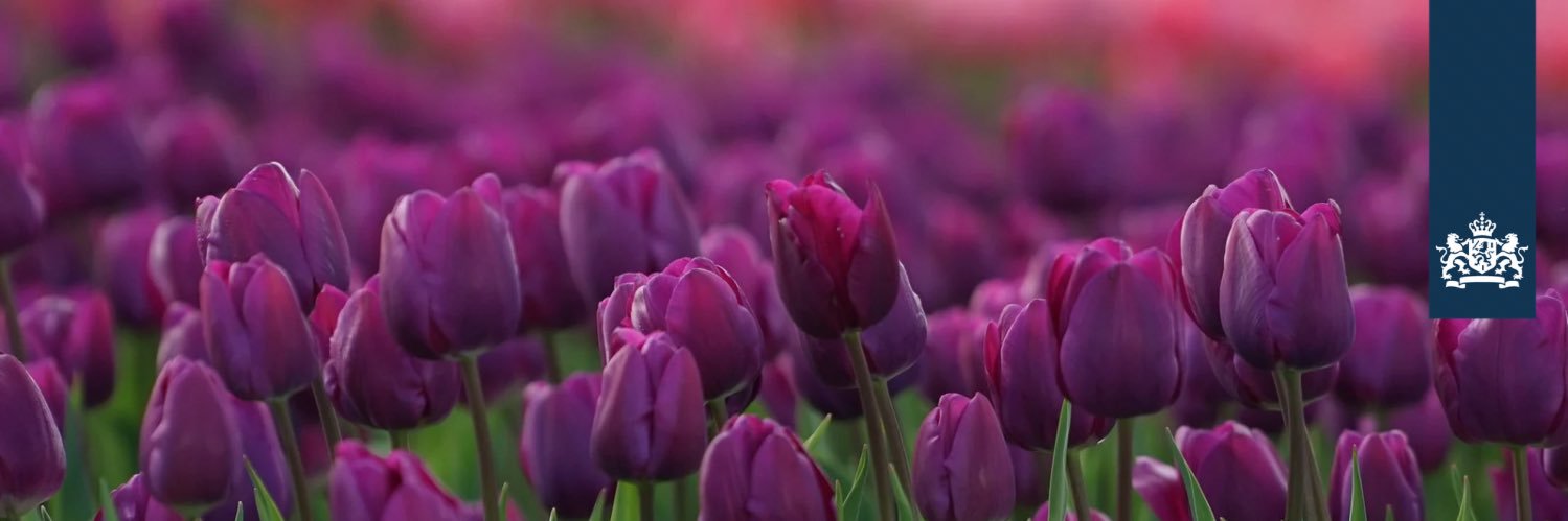 Embajada Países Bajos MX 🇳🇱🇲🇽 banner