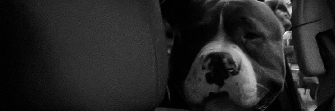 BaylonAlexandra's profile banner image