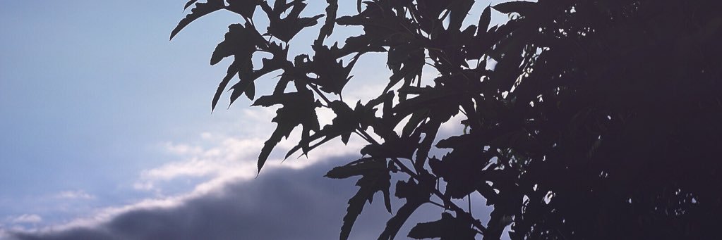 suzy_2197's profile banner image