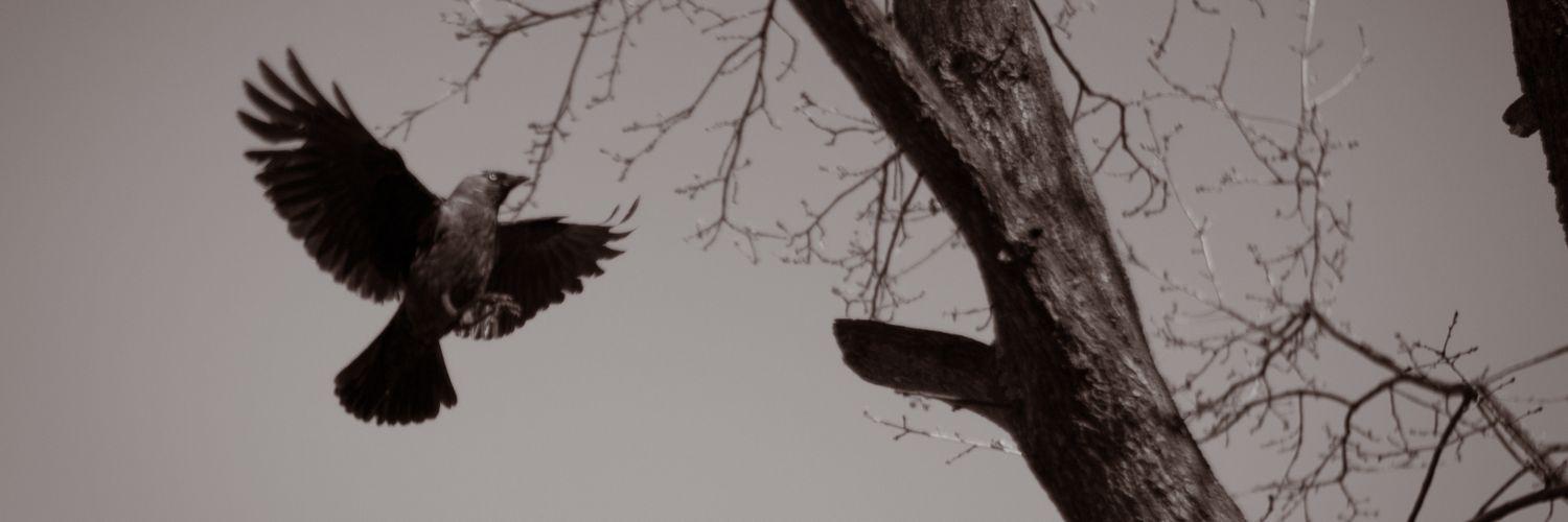 jecatomas's profile banner image