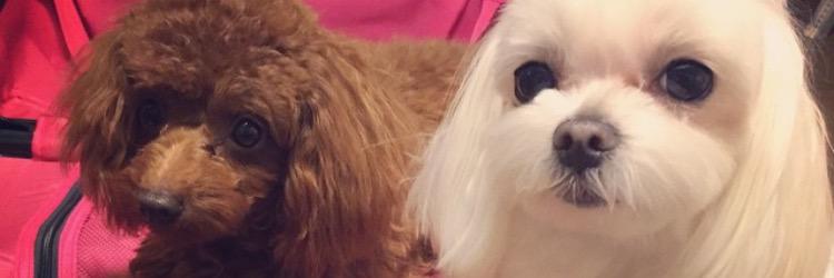 GGSooya's profile banner image