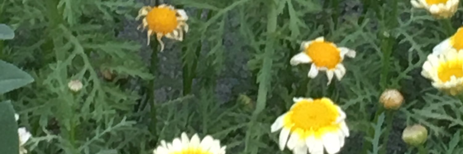 negin_mosavi's profile banner image